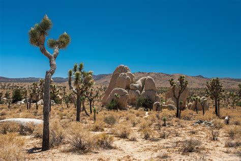 Craigslist yucca valley california. Things To Know About Craigslist yucca valley california. 